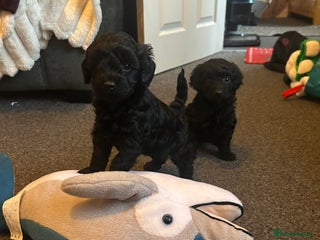 Cavapoo dogs F1b Cavapoos - Advert 9