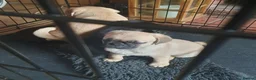 Puggle dogs for sale: Puggle puppies in Northwich - Advert 6