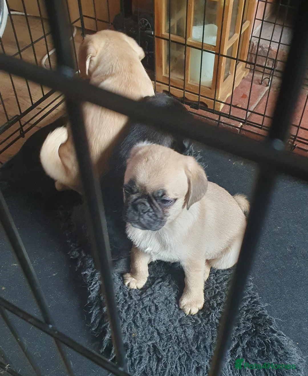 Puggle dogs for sale: Puggle puppies in Northwich - Advert 6