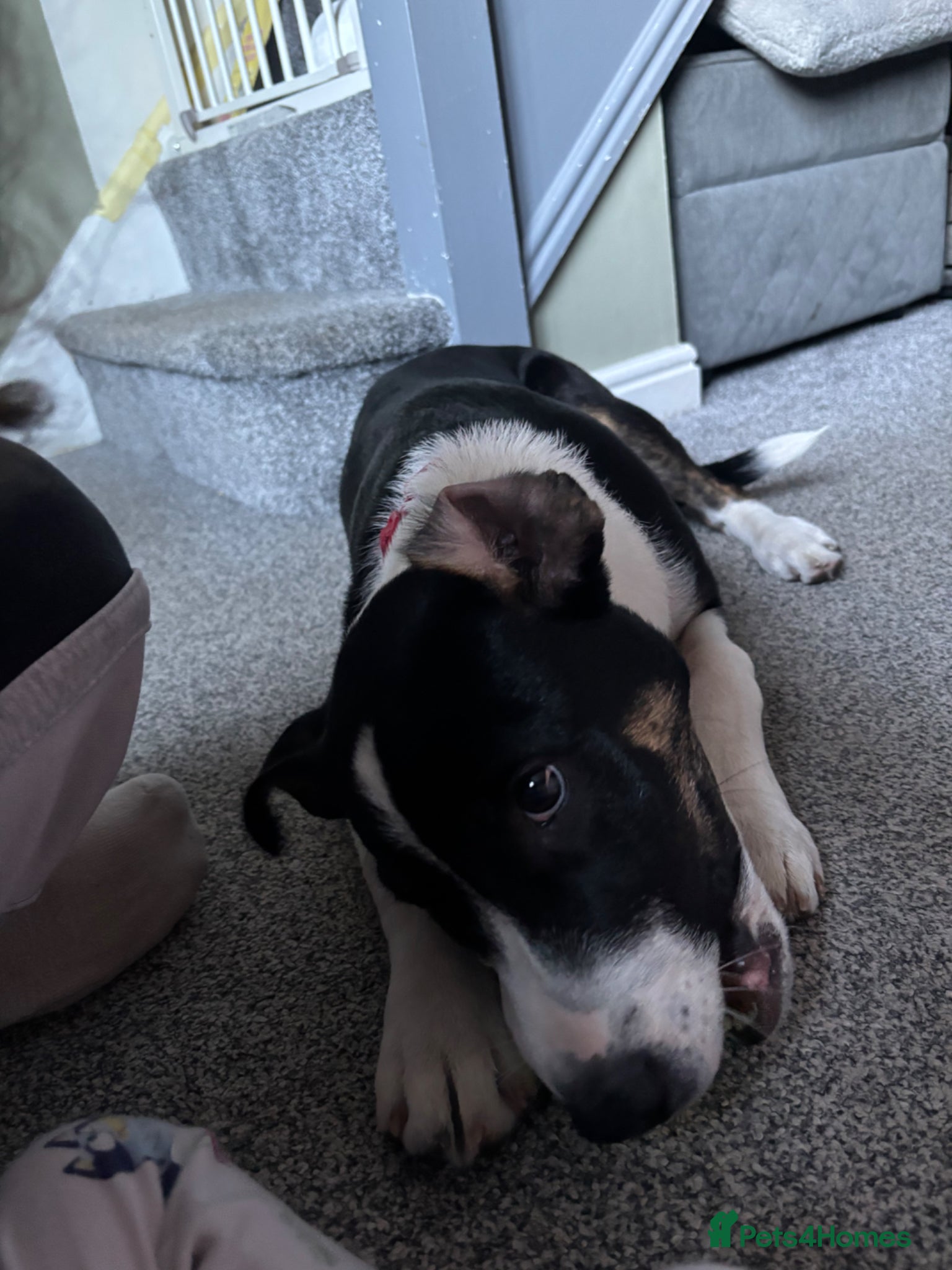 Mixed Breed dogs 6 months old Staffy x collie (male) - Advert 12