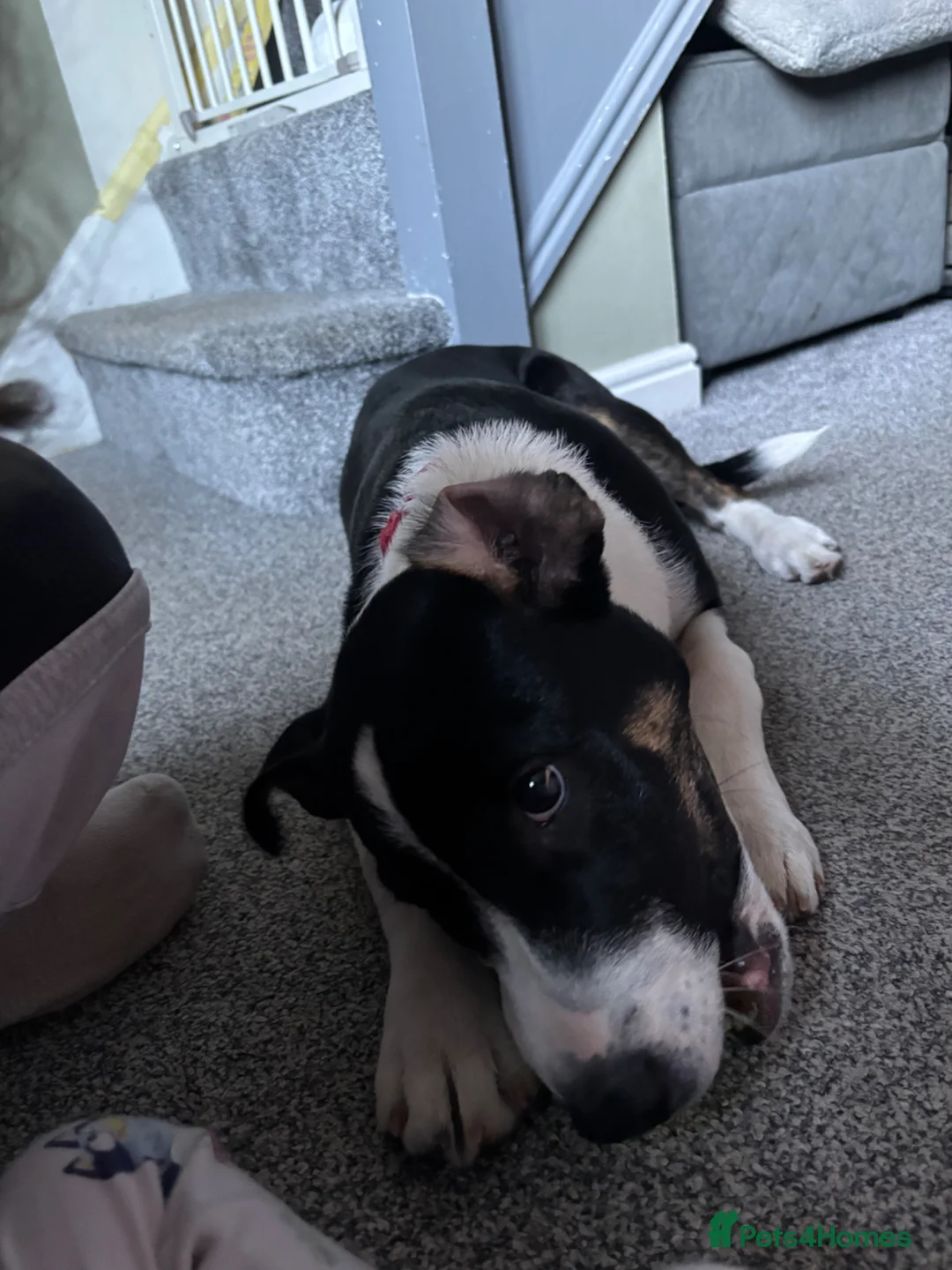 Mixed Breed dogs for sale: 6 months old Staffy x collie (male) - Advert 1