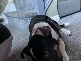 Mixed Breed dogs 6 months old Staffy x collie (male) - Advert 3