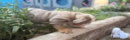 English Bulldog dogs for sale: Rare mini english bulldogs  - Advert 18