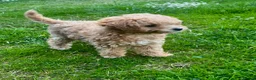 Toy Poodle dogs for sale: Tiny Asian Toy Poodle Puppies ( ONLY ONE LEFT) - Advert 5