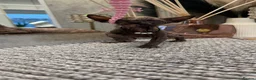 Sphynx cats for sale: 6 beautiful females  in King's Lynn - Advert 3