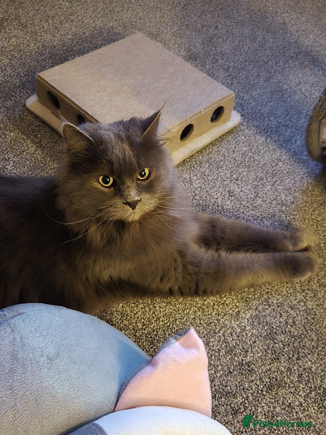 Maine Coon cats for sale: Female maine coon Queen ( Active) - Advert 1