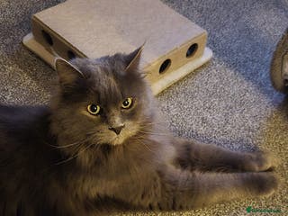 Maine Coon cats Female maine coon Queen ( Active) - Advert 3