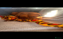 Mixed Breed dogs for sale: Beautiful Girl, sad circumstances  - Advert 8