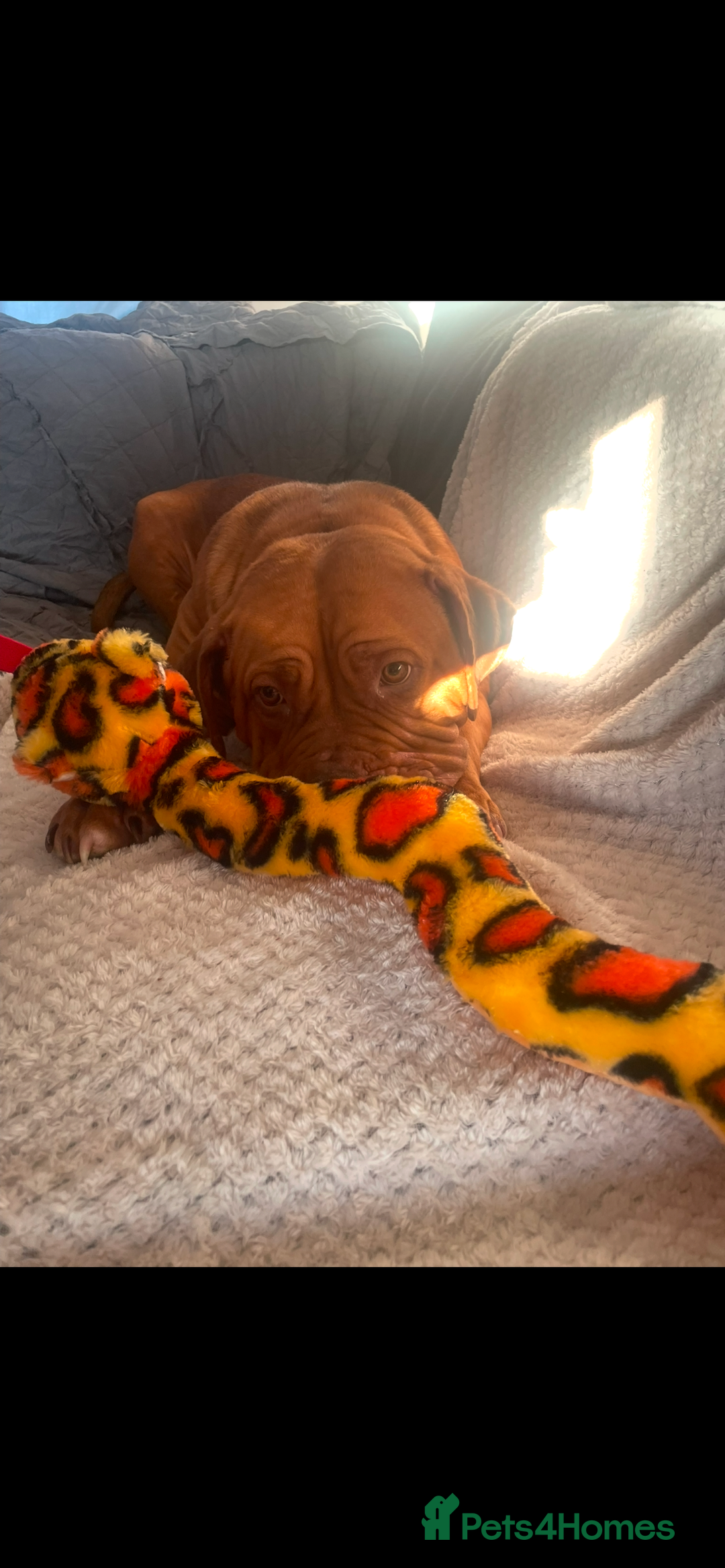 Mixed Breed dogs for sale: Beautiful Girl, sad circumstances  - Advert 8