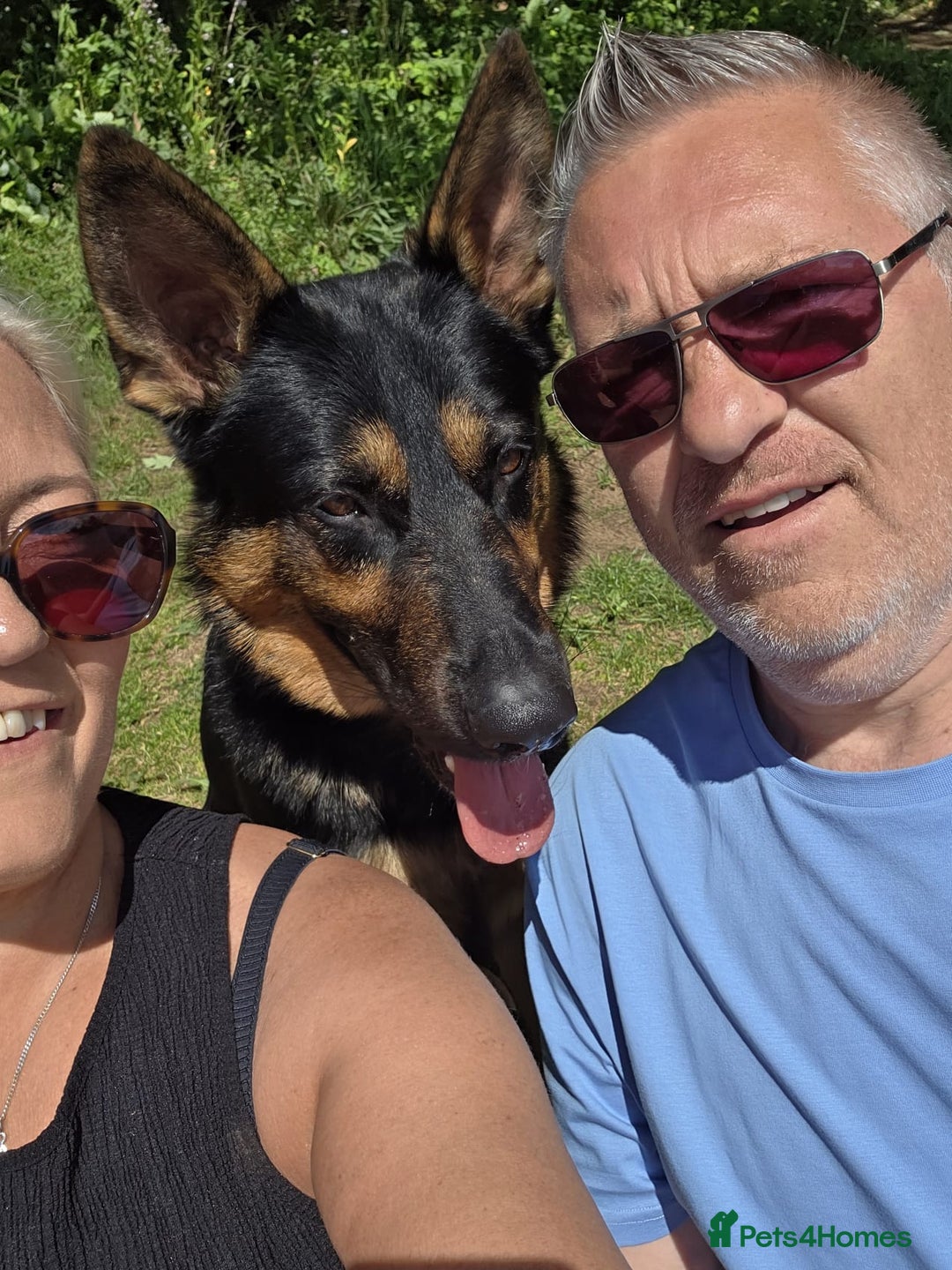 German Shepherd dogs for sale: Looking to rehome Marley 18m old German Sheperd. - Image 3