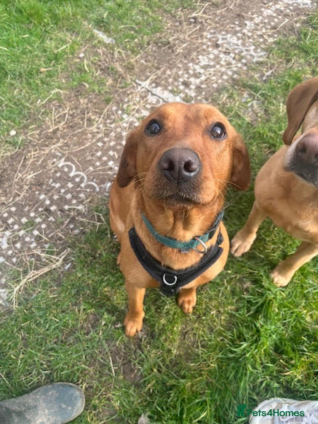 Labrador Retriever dogs for sale: Beautiful Red Fox Labrador Pups – 4 Boys & 4 Girls - Image 5
