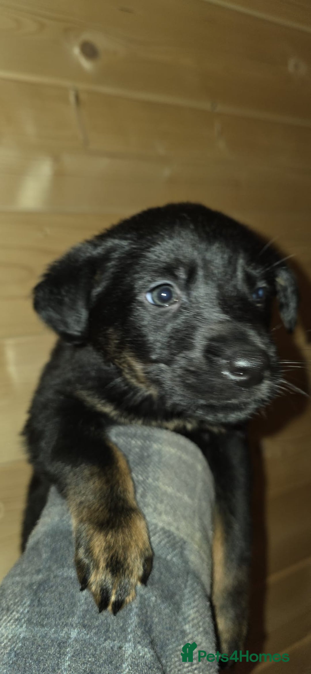 Mixed Breed dogs for sale: Rotti x German shepherd puppies - Advert 8