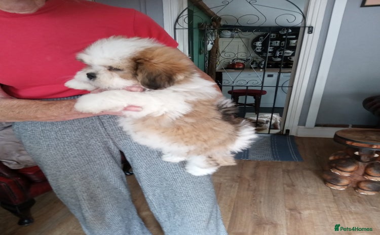 Lhasa Apso dogs - Advert 12