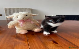 Mixed Breed cats for sale: 2 Adorable Kittens For Sale  - Image 3