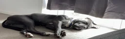Cane Corso dogs for sale: Female cane corso.  in Taunton - Advert 4