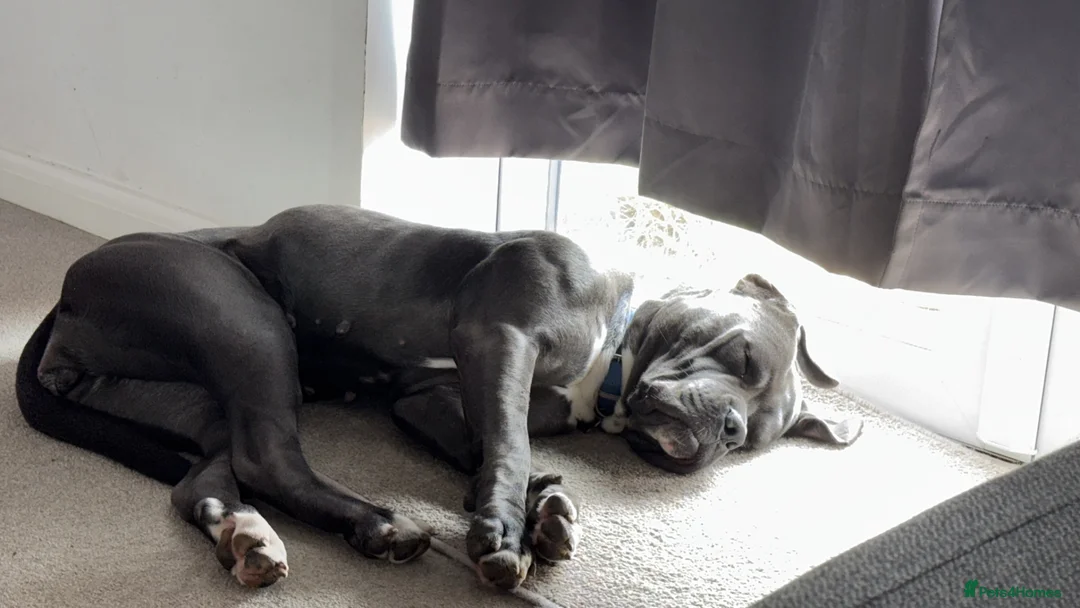 Cane Corso dogs for sale: Female cane corso.  in Taunton - Advert 4