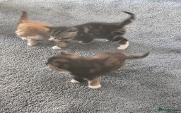 Mixed Breed cats for sale: 4 beautiful kittens ready - Image 10