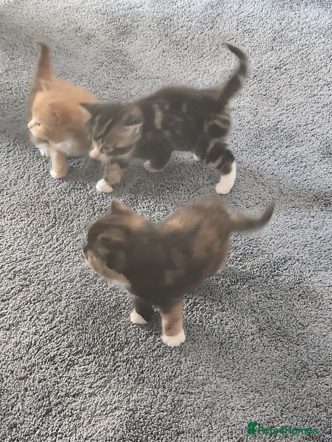 Mixed Breed cats for sale: 4 beautiful kittens ready - Image 10