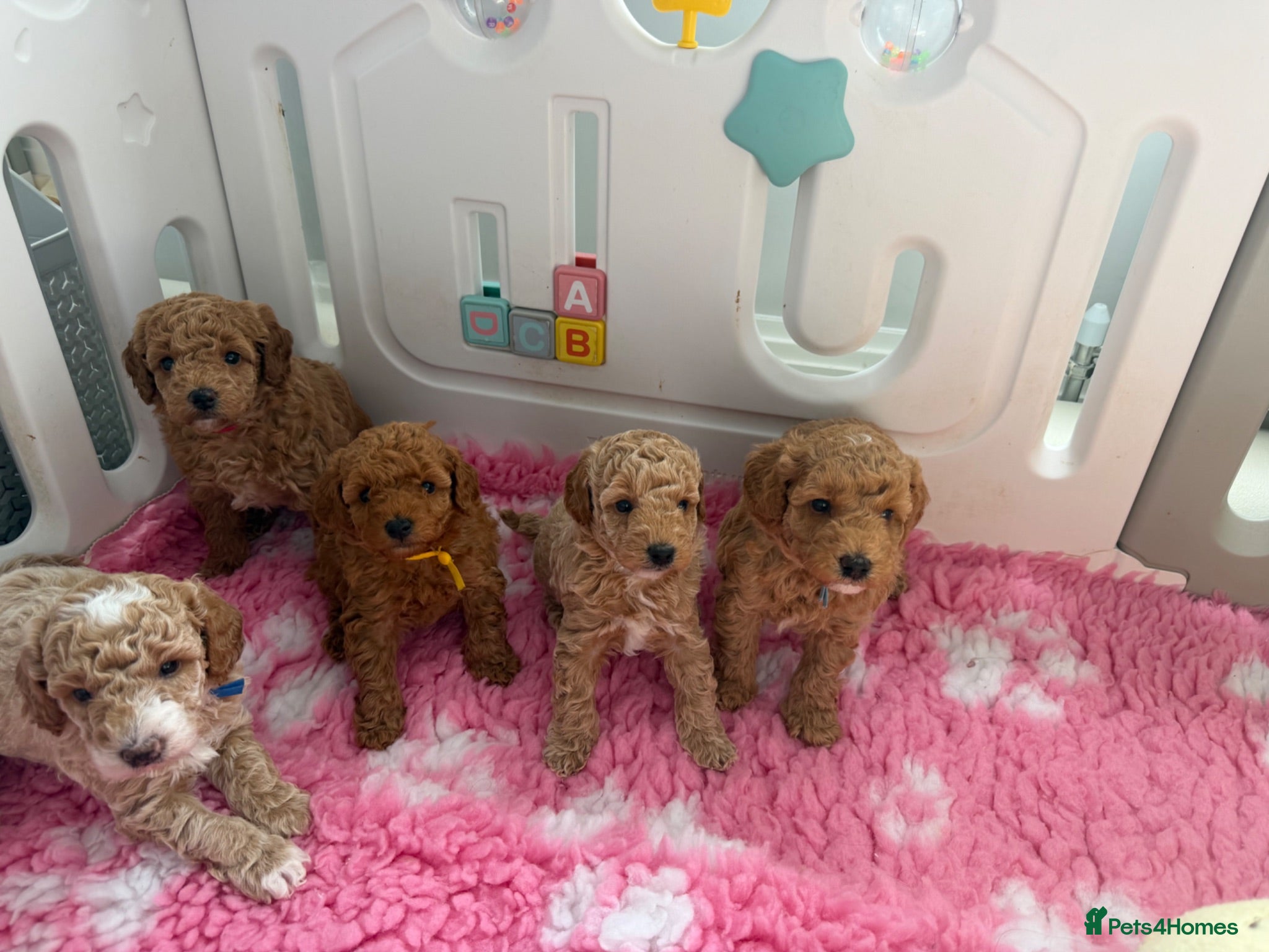 Labradoodle dogs Extensively DNA  ToY/mini labradoodle parents DNA  - Advert 8