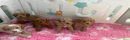 Labradoodle dogs for sale: Extensively DNA  ToY/mini labradoodle parents DNA  - Advert 10