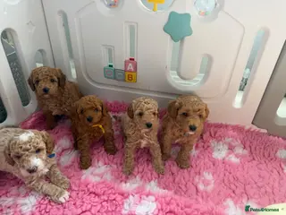 Labradoodle dogs Extensively DNA ToY/mini labradoodle parents DNA - Advert 1