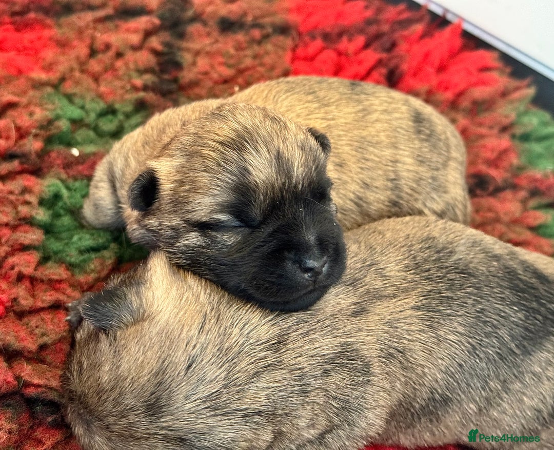 Cairn Terrier dogs for sale: KC registered Male pups off health tested parents  - Advert 7