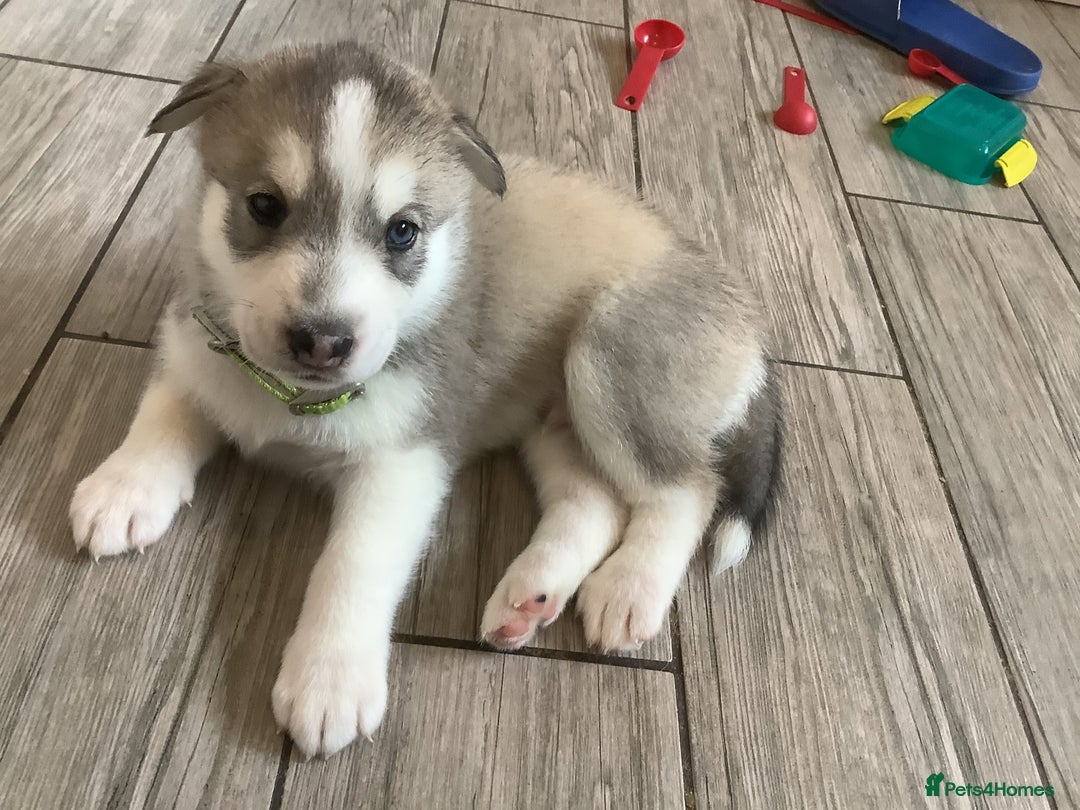 Siberian Husky dogs for sale: Gorgeous husky pups - Image 1