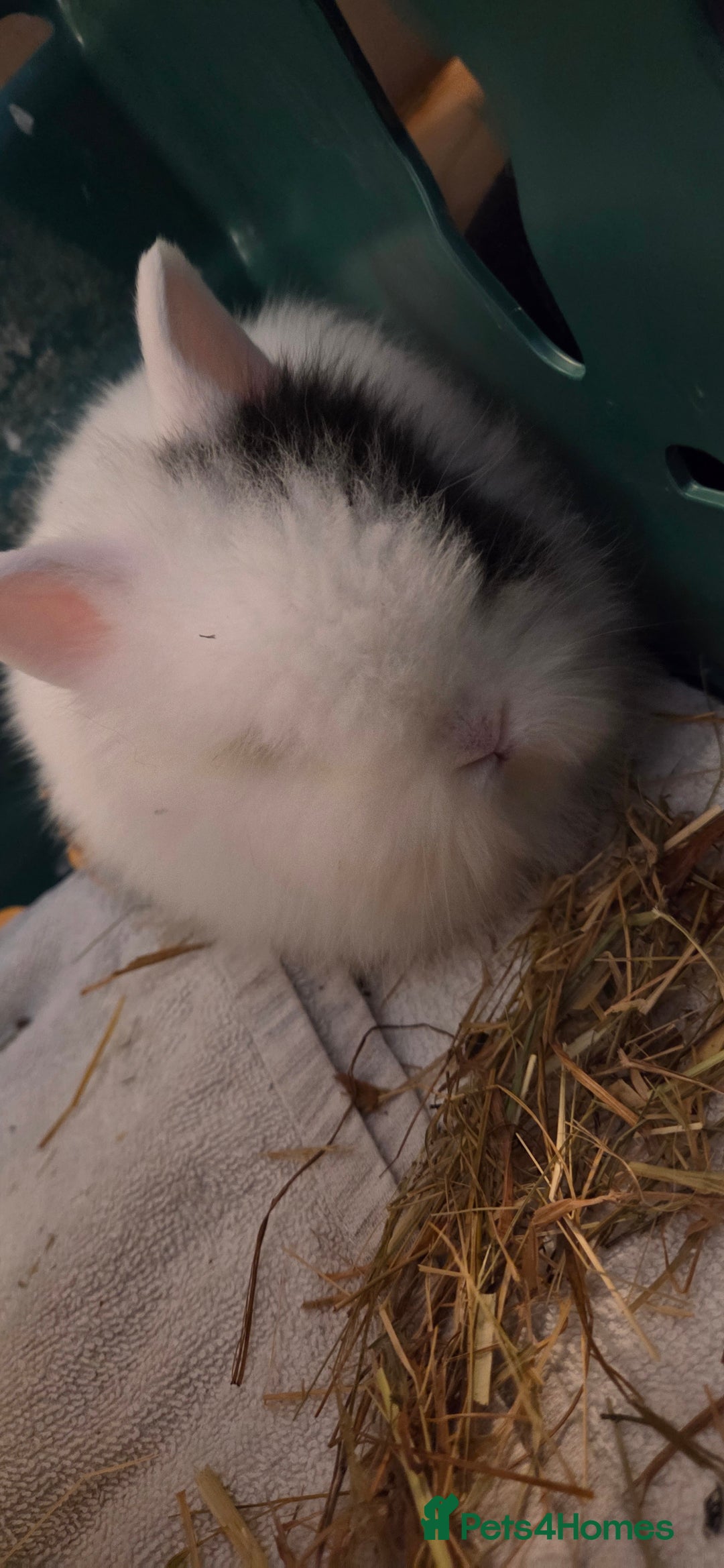 Lionhead rabbits for sale: 4 beautiful baby purebred lionhead rabbits  - Advert 4