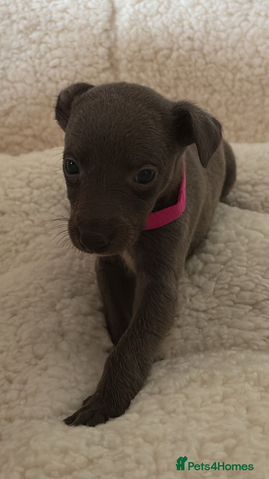 Whippet dogs for sale: KC registered BLUE whippet puppies 100% show type  - Advert 15