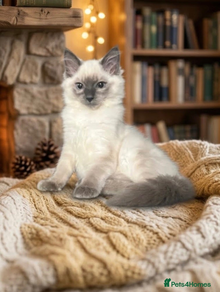 Ragdoll cats Ragdoll kittens  - Advert 2