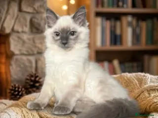 Ragdoll cats Ragdoll kittens - Advert 2