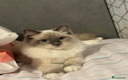 Ragdoll cats for sale: Blue Point kitten Ragdoll - Image 14