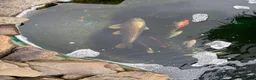 Other/Mixed Breed fish for sale:  8 Healthy Mature Pond Fish Job Lot  in Caerphilly - Advert 9