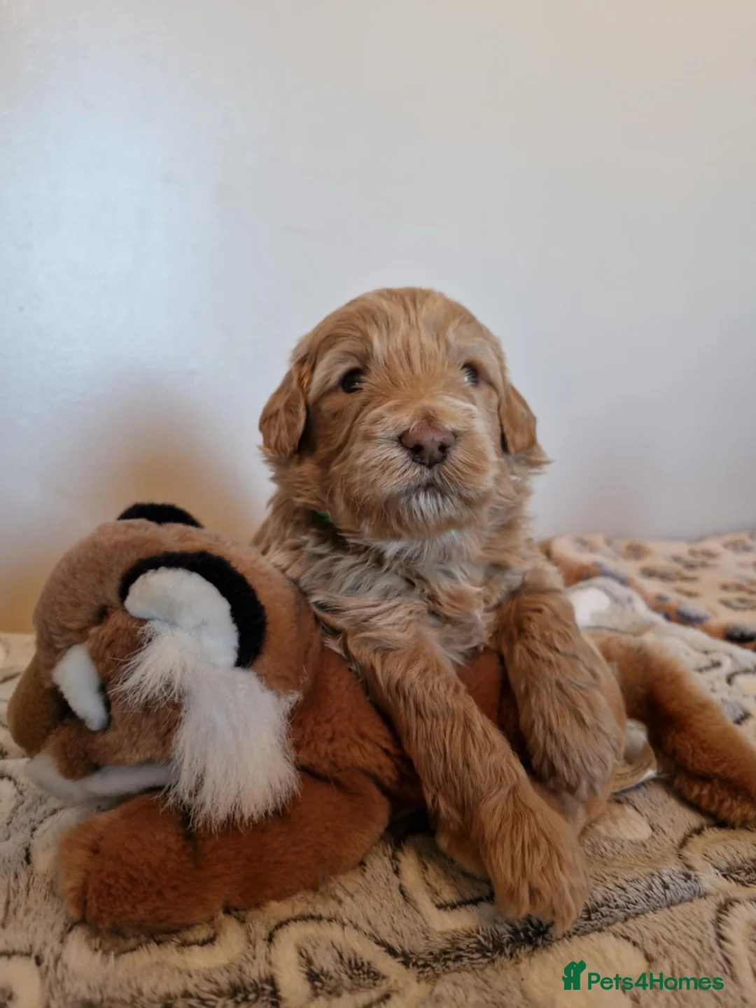Mini Goldendoodle dogs for sale: Miniature F1b Goldendoodle puppies in Peterhead - Advert 2