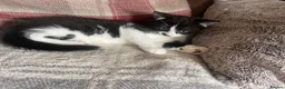 British Shorthair cats for sale: Female kitten - Advert 4