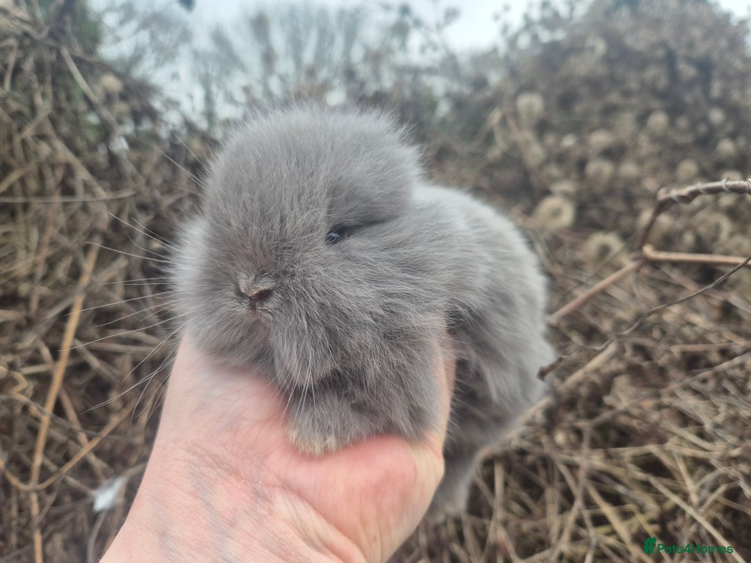Angora rabbits for sale: 💙 Teddydwerg boy available 💙 - Advert 3