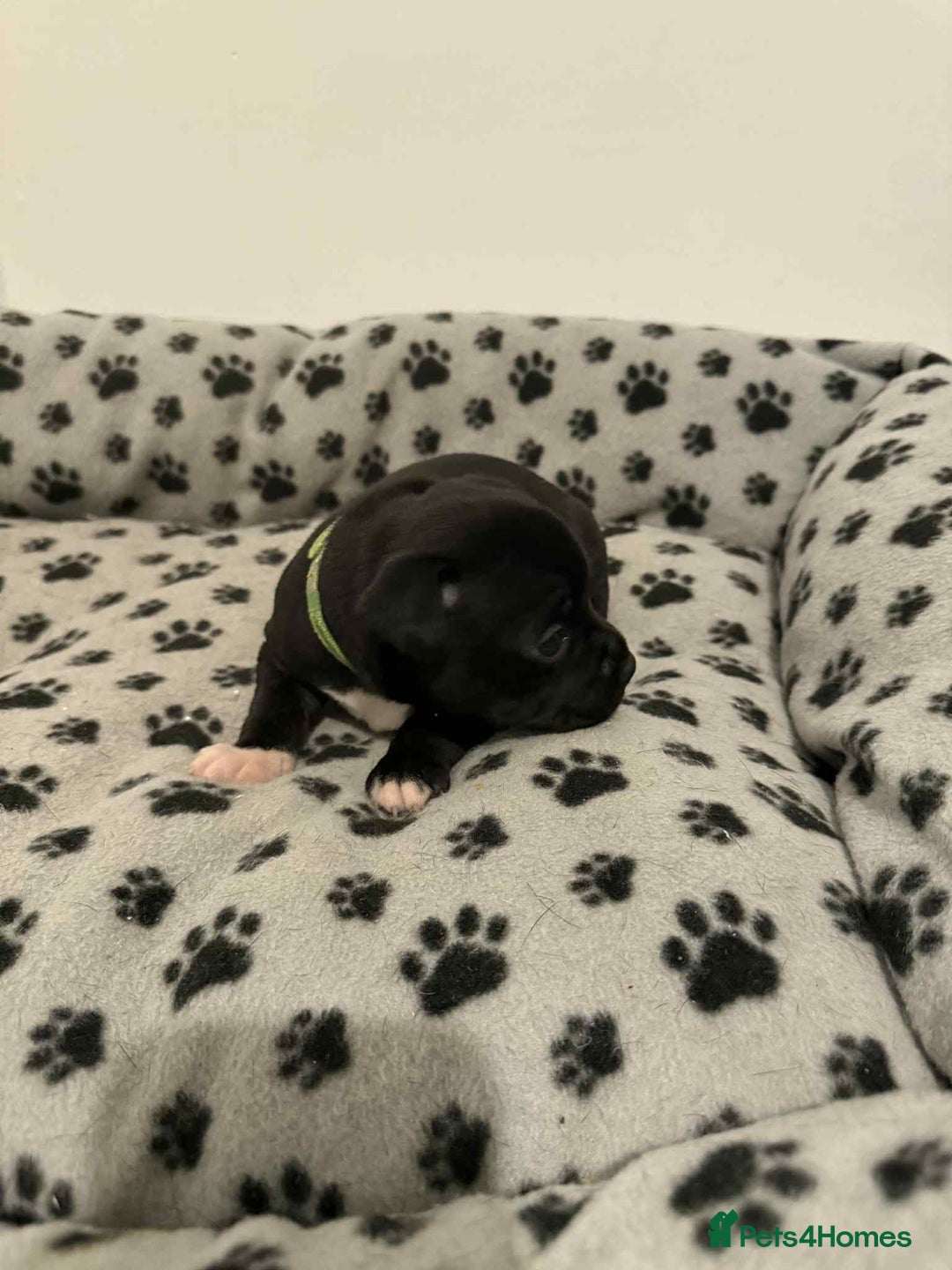 Staffordshire Bull Terrier dogs for sale: Champion lines Staffordshire Bull terrier puppies - Image 31