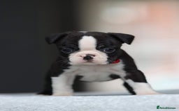 Boston Terrier dogs for stud: KING OF THE MIDLANDS LILAC BOSTON STUD HC CLEAR in West Bromwich - Image 3