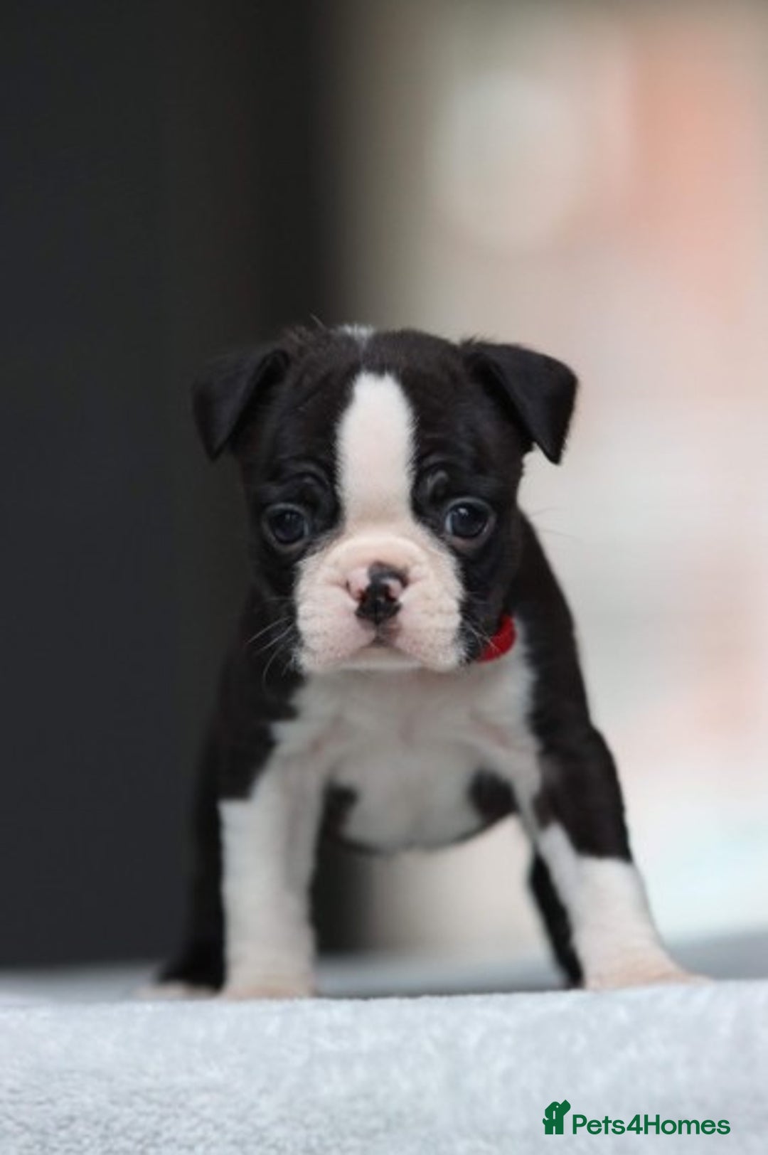 Boston Terrier dogs for stud: KING OF THE MIDLANDS LILAC BOSTON STUD HC CLEAR in West Bromwich - Image 3