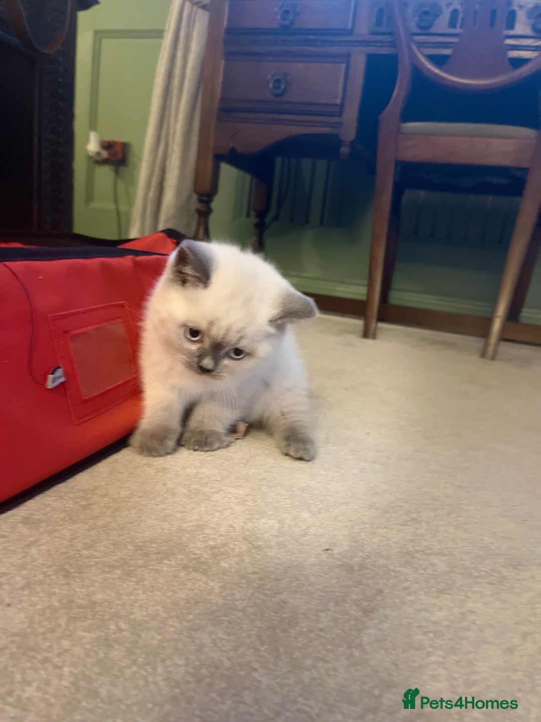 British Shorthair cats for sale: GCCF Registered British Shorthair Kittens - Advert 2