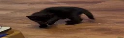 Mixed Breed cats for sale: Kittens Manchester Prices £40-£180 - Advert 4
