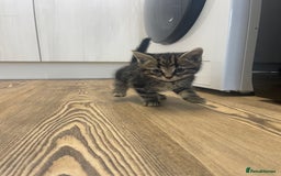Mixed Breed cats for sale: 1 kitten left - Advert 1