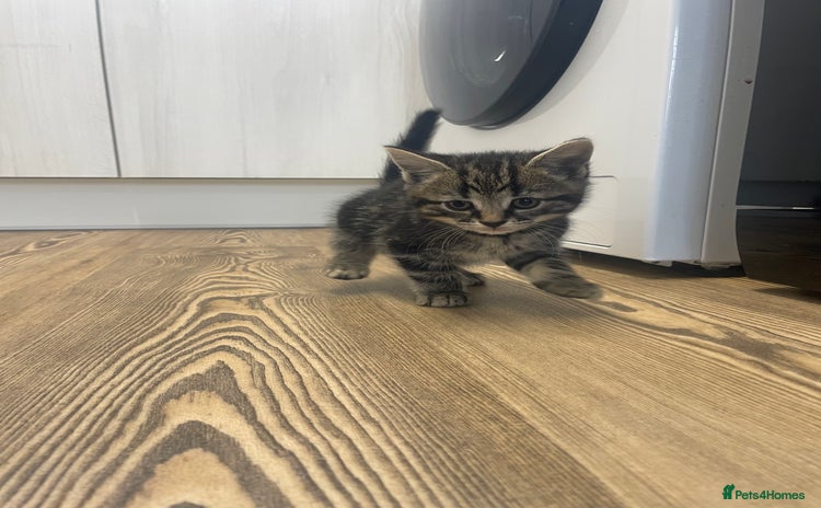 Mixed Breed cats - Advert 12