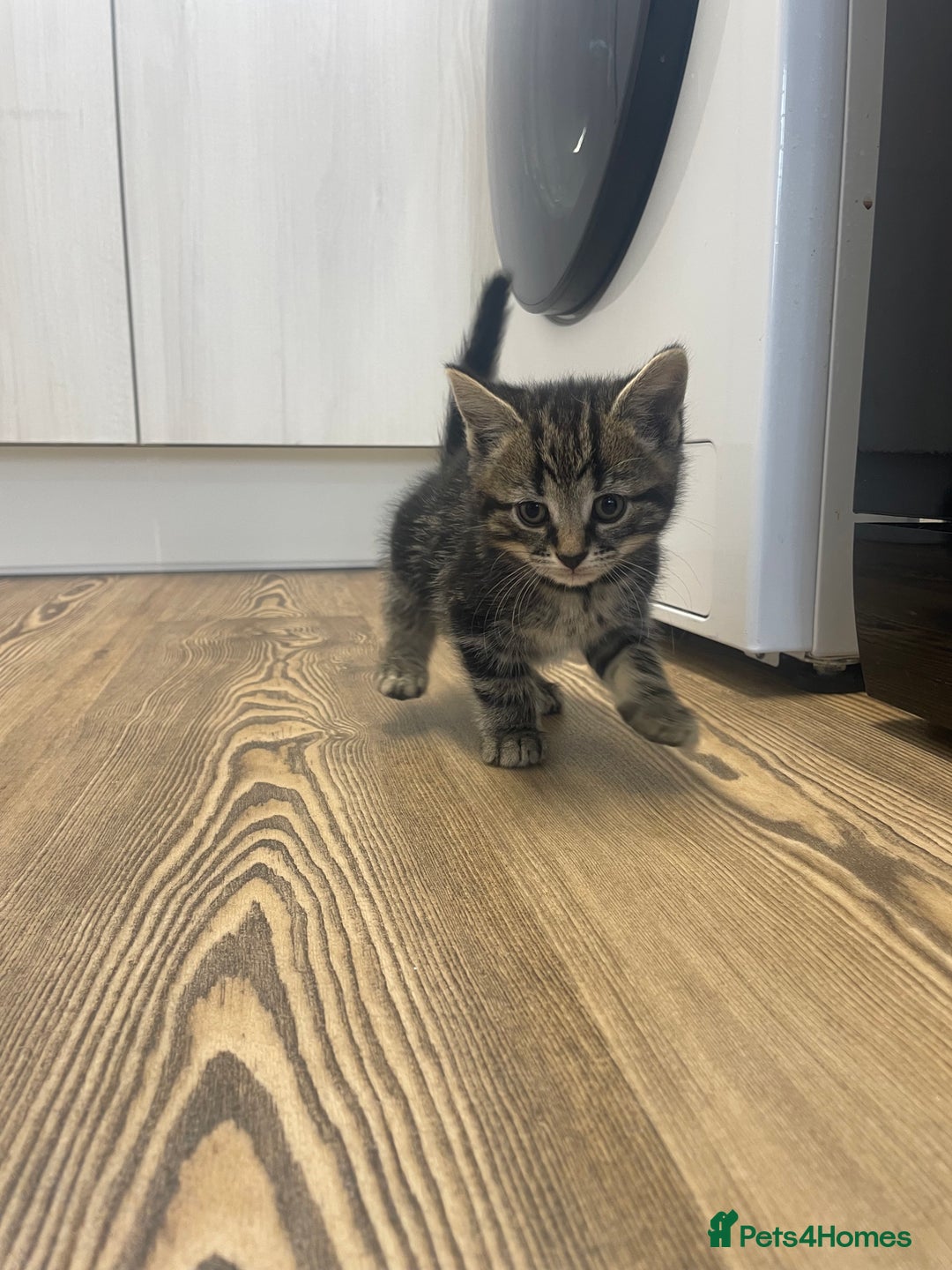 Mixed Breed cats for sale: 1 kitten left - Advert 1