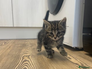 Mixed Breed cats - Advert 30