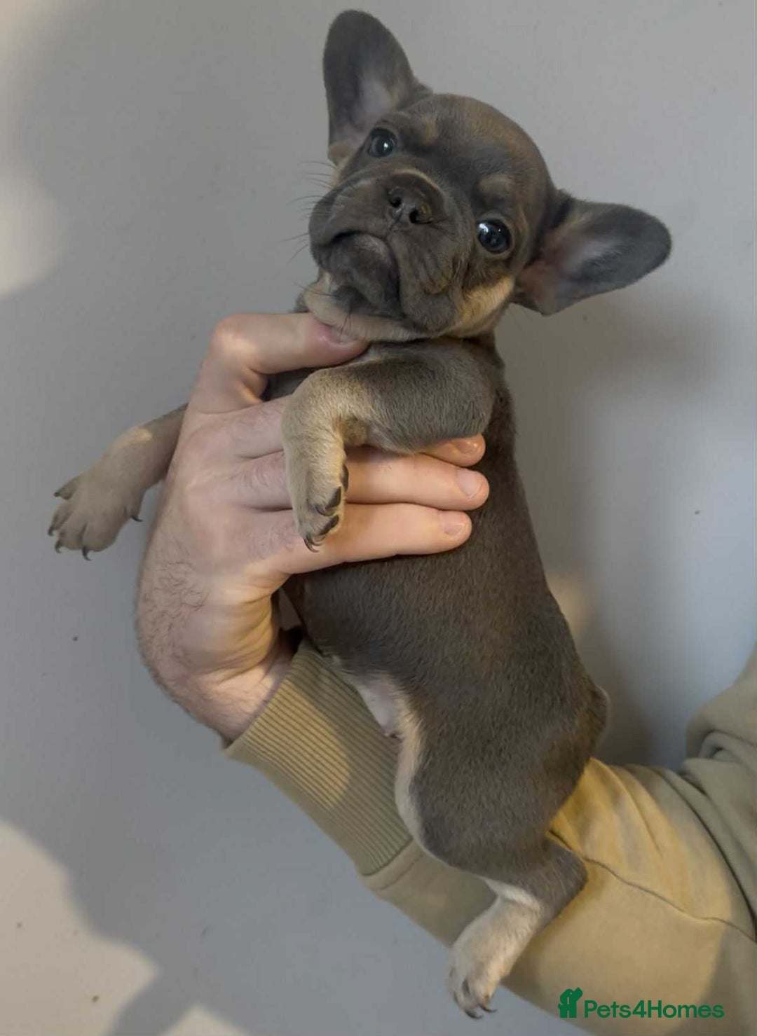 French Bulldog dogs for sale: French Bulldog Puppies READY NOW - Advert 1