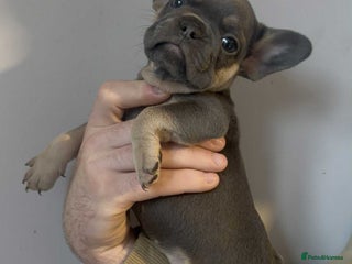 French Bulldog dogs French Bulldog Puppies READY NOW - Advert 2