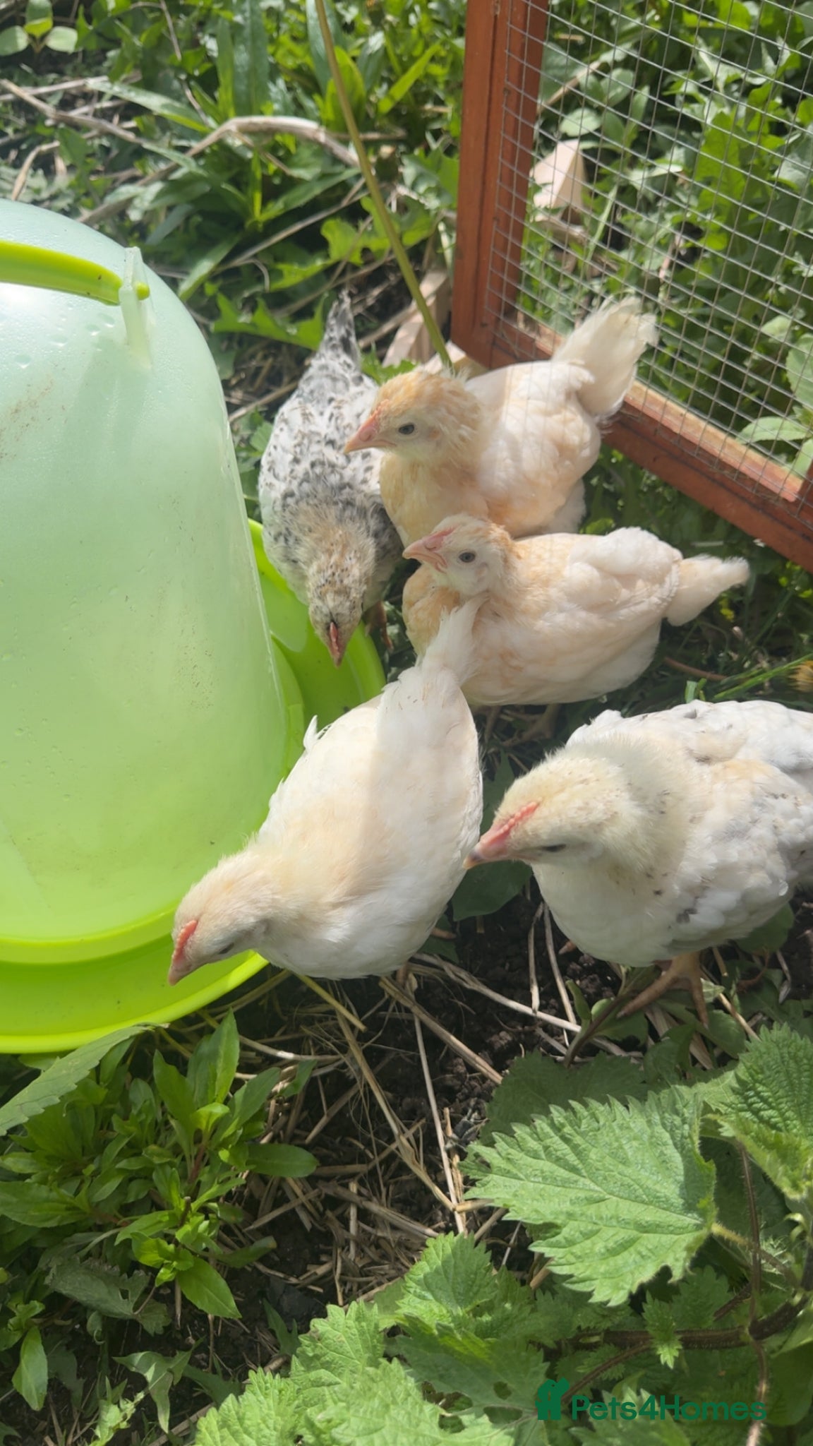 Chickens poultry Cream crested legbar & Brahma chicks READY NOW !! - Advert 9