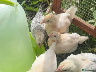 Chickens poultry Cream crested legbar & Brahma chicks READY NOW !! - Advert 9