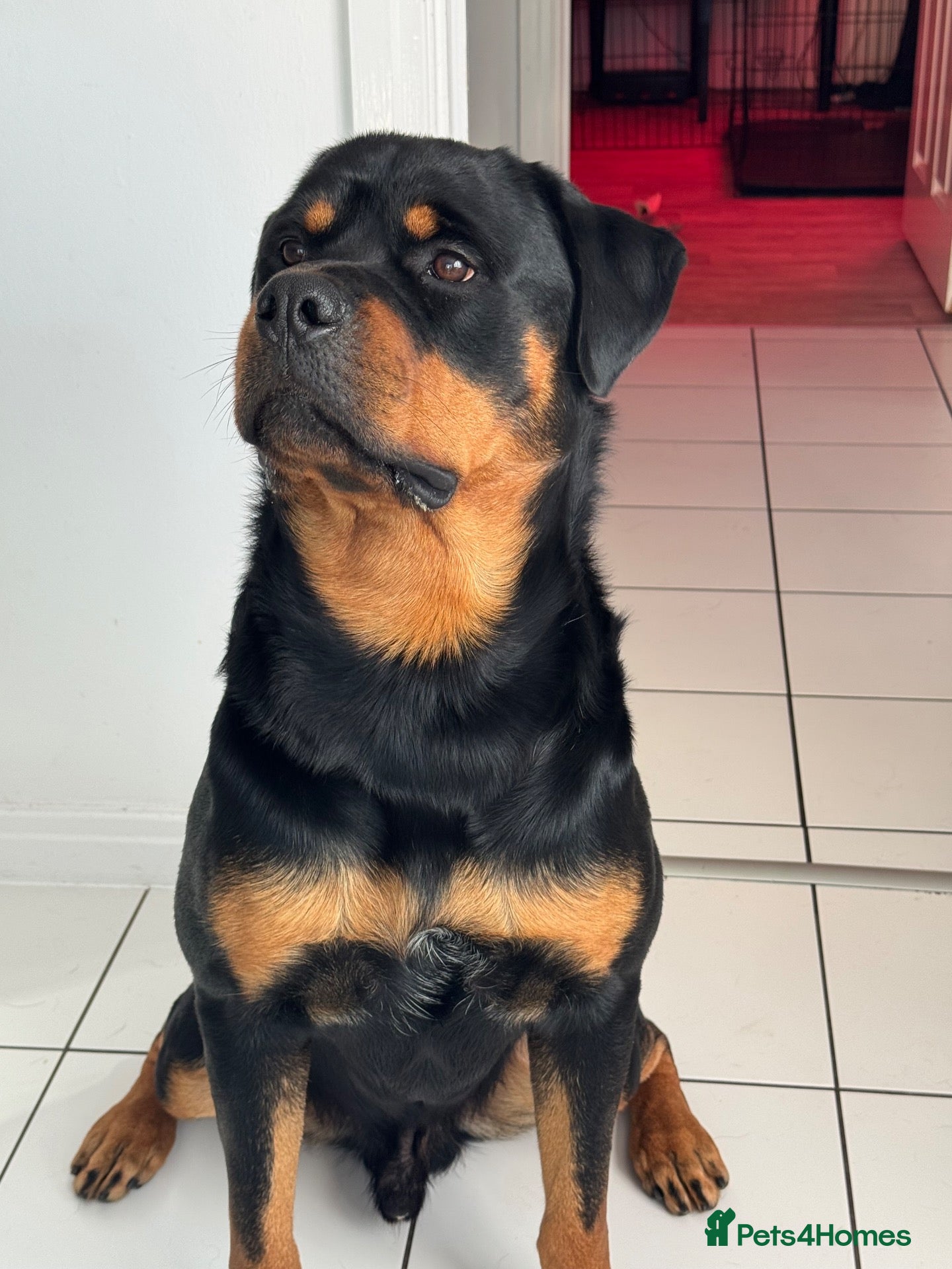 Rottweiler dogs 2 year old Rottweiler male for sale - Advert 3
